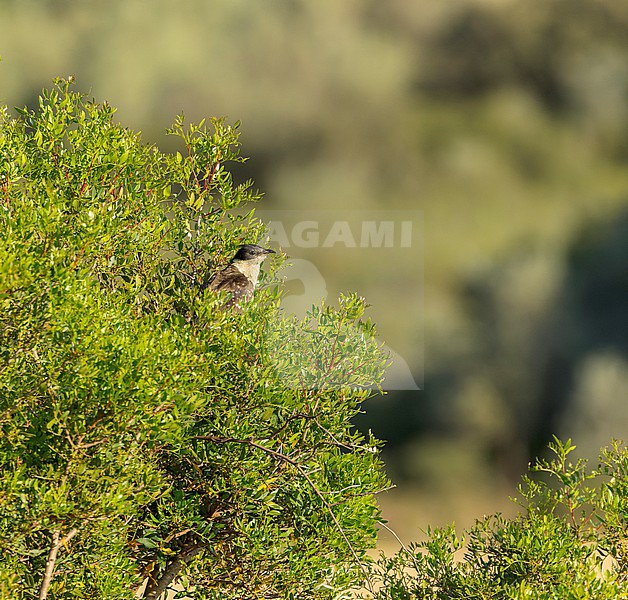Great Spotted Cuckoo (Clamator glandarius) in Spain during spring. stock-image by Agami/Marc Guyt,