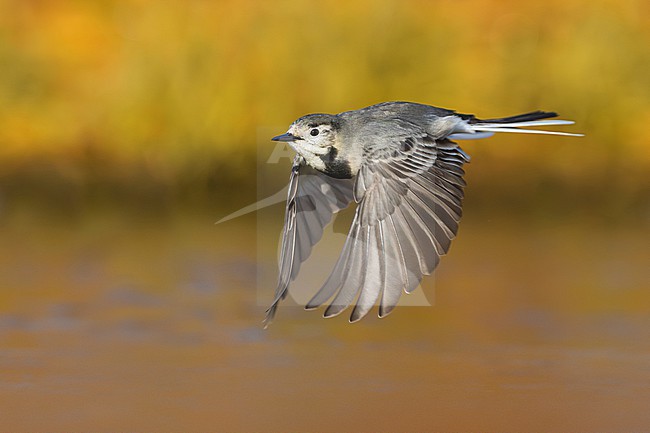 White Wagtail, Motacilla alba, in Italy. stock-image by Agami/Daniele Occhiato,