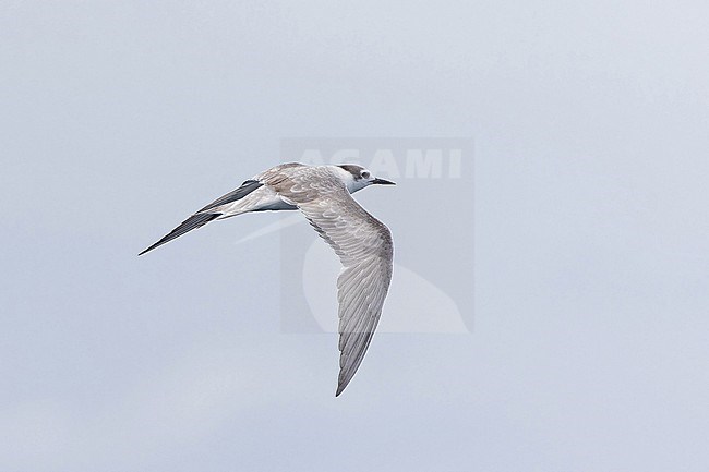 Immature Aleutian Tern (Onychoprion aleuticus) in Papua New Guinea. Probably second summer bird. stock-image by Agami/Pete Morris,