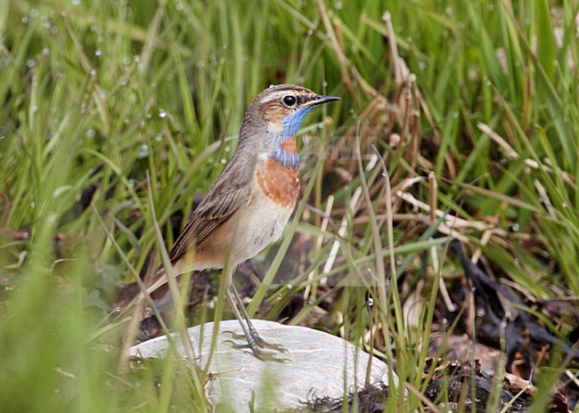 Volwassen mannetje Roodsterblauwborst; Adult male Red-spotted Bluethroat stock-image by Agami/Markus Varesvuo,