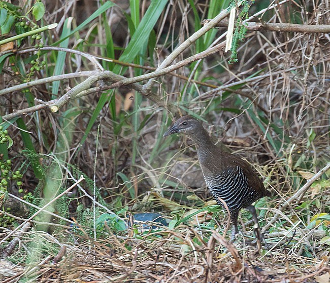 Guam Rail (Hypotaenidia owstoni) in the Northern Marianas islands. Introduced on the island of Rota in the Commonwealth of the Northern Mariana Islands. Formerly extinct in the wild. stock-image by Agami/Pete Morris,