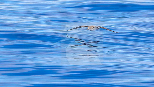 Cory's Shearwater flying over Terceira-Graciosa channel, Azores. July 2012. stock-image by Agami/Vincent Legrand,