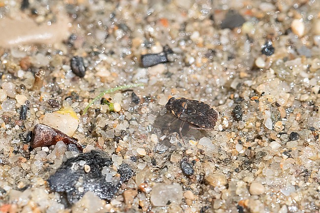 Ochterus marginatus stock-image by Agami/Arnold Meijer,