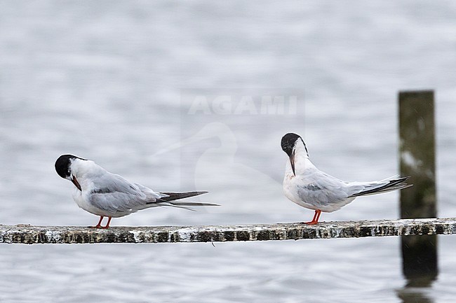 Roseate Tern - Rosenseeschwalbe - Sterna dougallii ssp. dougallii, Ireland, adult with Common Tern stock-image by Agami/Ralph Martin,