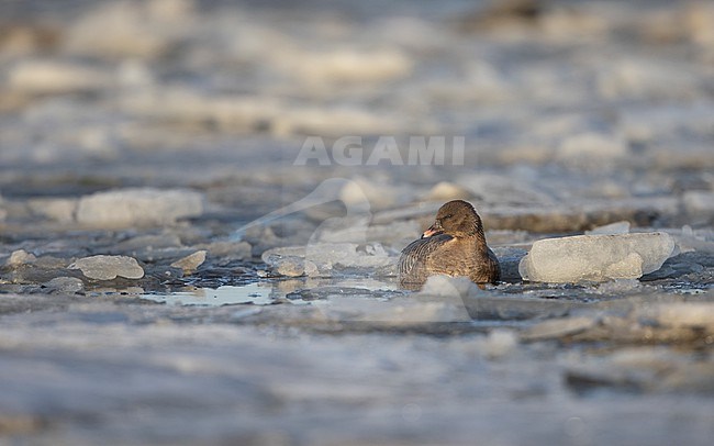 Pink-footed Goose (Anser brachyrhynchus) resting in water and ice stock-image by Agami/Helge Sorensen,