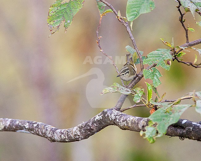 Lemon-rumped Warbler (Phylloscopus chloronotus) perched on a branch in foothills of the Himalayas. stock-image by Agami/Marc Guyt,