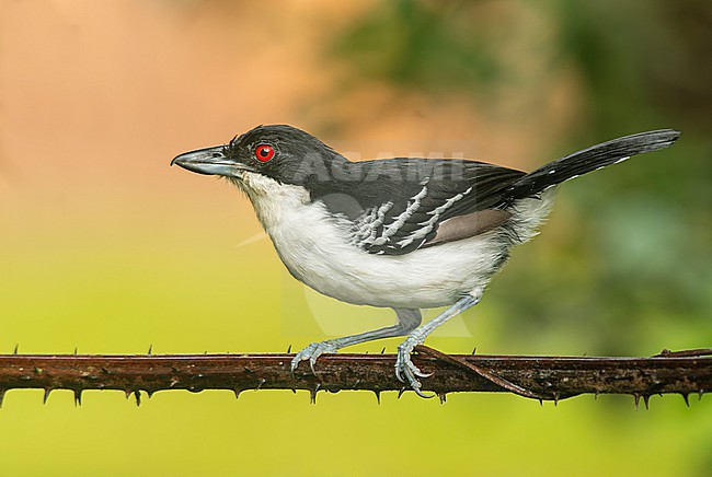 A male Great Antshrike (Taraba major) perched on a branch in San Martin, Peru, South-America. stock-image by Agami/Steve Sánchez,