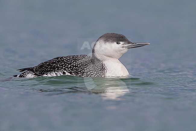 Red-throated Diver (Gavia stellata) wintering in Italy stock-image by Agami/Daniele Occhiato,
