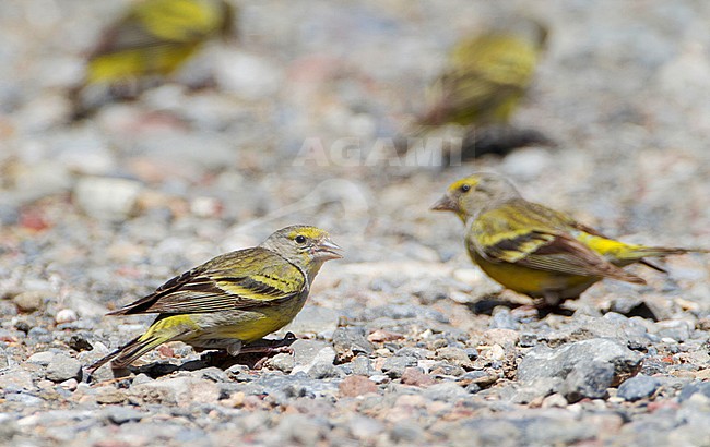 Citroenkanarie; Citril Finch in the Spanish Pyrenees stock-image by Agami/Karel Mauer,