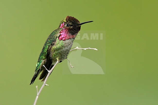 Adult male
Orange Co., CA
March 2005 stock-image by Agami/Brian E Small,