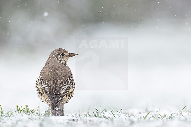 Grote Lijster, Mistle Thrush, Turdus viscivorus stock-image by Agami/Menno van Duijn,
