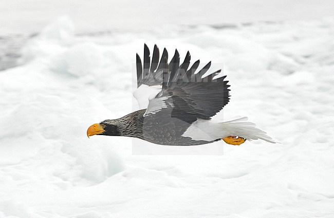 The Steller's Sea Eagle (Haliaeetus pelagicus) is one of the most impressive birds on our planet. It breeds in eastern Russia and winters in Russia, Korea and Japan. This photo is taken at Hokkaido, Japan, where large flocks of birds feed off the floating ice. stock-image by Agami/Eduard Sangster,