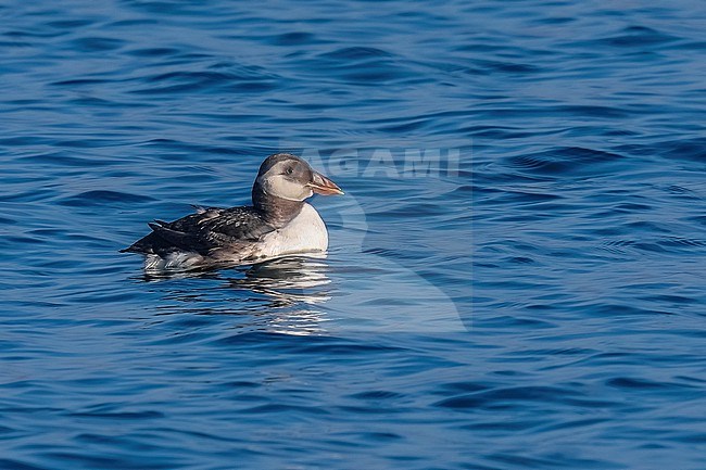 Atlantic Puffin (Fratercula arctica) swimming in Oosterscheldekering, Delta Expohaven, Zeeland, the Netherlands. stock-image by Agami/Vincent Legrand,