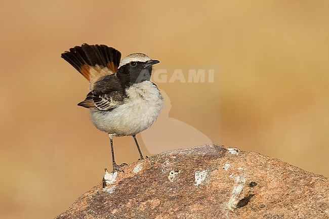Red-rumped Wheatear - Fahlbürzel-Steinschmätzer - Oenanthe moesta, Morocco, adult male stock-image by Agami/Ralph Martin,