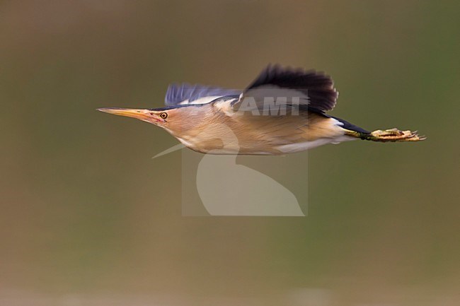 Tarabusino; Little Bittern; Ixobrychus minutus stock-image by Agami/Daniele Occhiato,