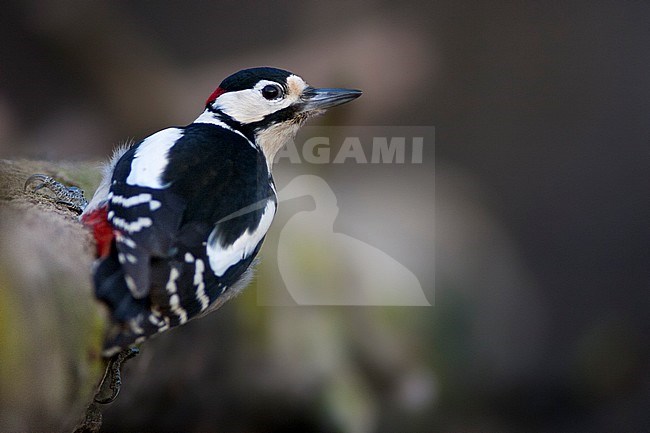 Grote Bonte Specht, Great Spotted Woodpecker stock-image by Agami/Bence Mate,