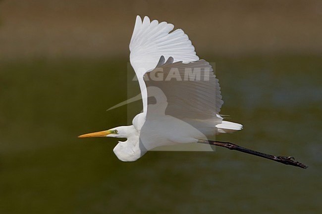 Grote Zilverreiger in de vlucht; Great Egret in flight stock-image by Agami/Daniele Occhiato,