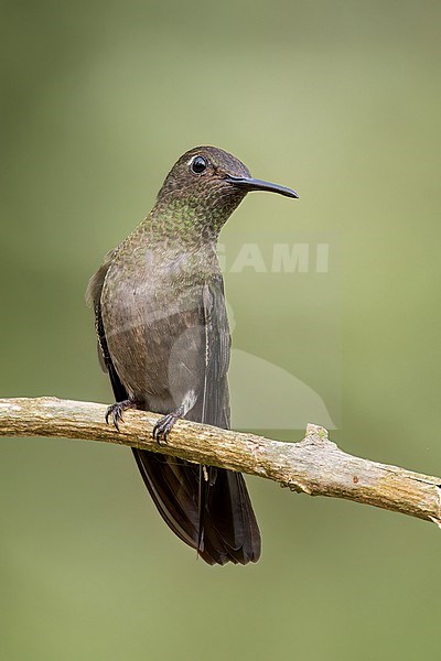 Sombre Hummingbird (Aphantochroa cirrochloris) perched on a branch in the Atlantic Rainforest of Brazil. stock-image by Agami/Glenn Bartley,