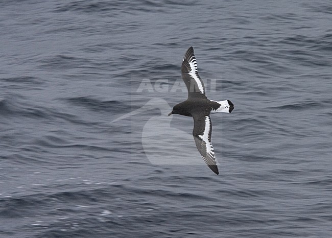 Antarctische Stormvogel vliegend; Antarctic Petrel flying stock-image by Agami/Marc Guyt,