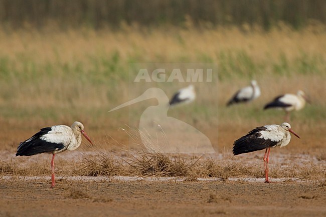 White Stork flock resting in the desert during migration; Ooievaar groep rustend in de woestijn tijdens de trek stock-image by Agami/Daniele Occhiato,