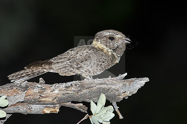 Adult male
Pima Co., AZ
May 2014 stock-image by Agami/Brian E Small,