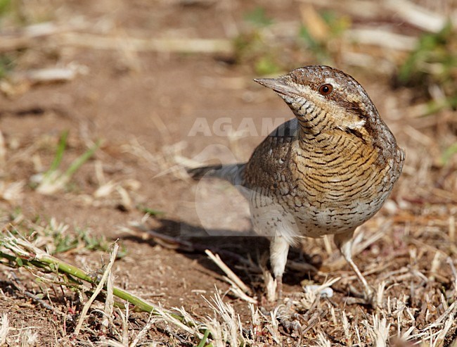 Draaihals op de grond; Eurasian Wryneck on the ground stock-image by Agami/Markus Varesvuo,
