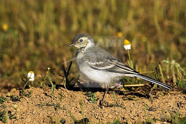 Juvenile White Wagtail (Motacilla alba alba) in Ávila, Spain.
In this plumage it is a Citrine Wagtail look alike. stock-image by Agami/Oscar Díez,