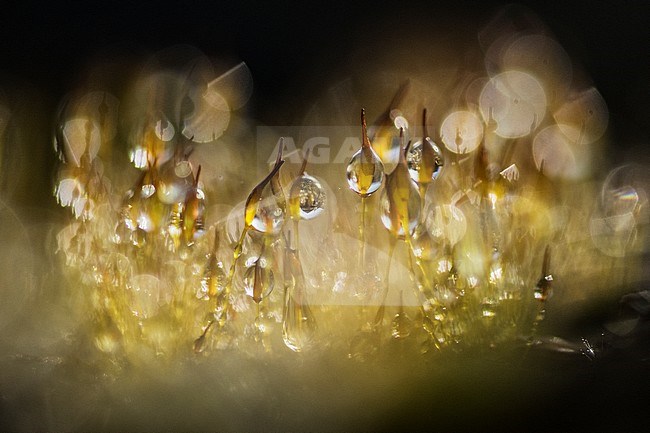 Sporendragend mos met waterdruppels, Moss with waterdrops stock-image by Agami/Wil Leurs,