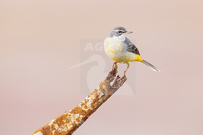  stock-image by Agami/Menno van Duijn,