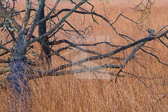 Natuurgebied Kalmthoutse heide in prachtige najaarskleuren stock-image by Agami/Menno van Duijn,