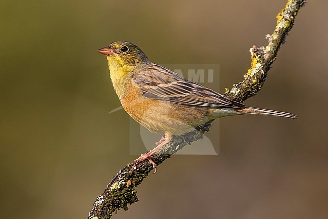 Ortolan Bunting (Emberiza hortulana) male perched on a branch stock-image by Agami/Daniele Occhiato,