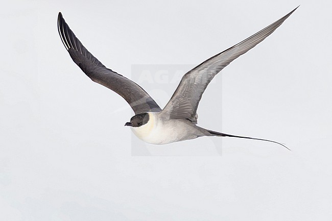 Long-tailed Jaeger (Stercorarius longicaudus), side view of an adult in flight, Finnmark, Norway stock-image by Agami/Saverio Gatto,