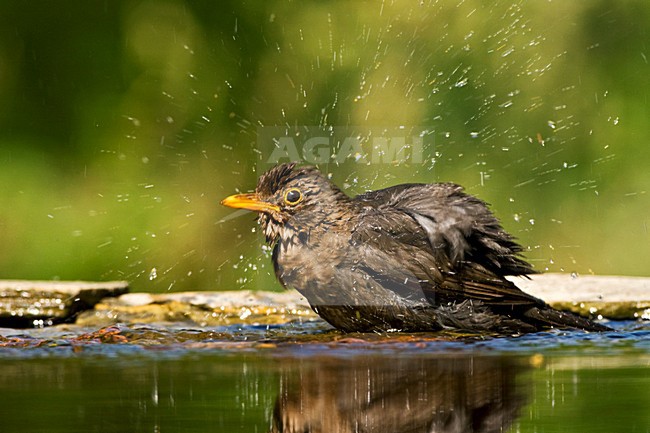 Badderend Vrouwtje Merel bij drinkplaats; Female European Blackbird bathing at drinking site stock-image by Agami/Marc Guyt,
