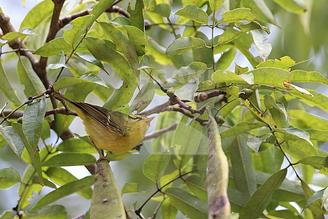 Its common name is a reference to its natural habitat, which is broadleaved evergreen and semi-evergreen forest growing around limestone karst mountains. The limestone leaf warbler is known to occur in northern Vietnam and Laos, and also occurs in southern China. T stock-image by Agami/James Eaton,