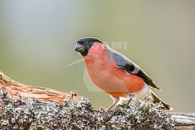 Goudvink op een tak, Bullfinch on a branch, Pyrrhula pyrrhula, stock-image by Agami/Rob Riemer,