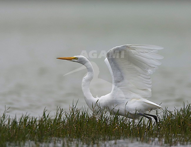 Great White Egret, Ardea alba, on the Azores. Possible American vagrant. stock-image by Agami/Marc Guyt,