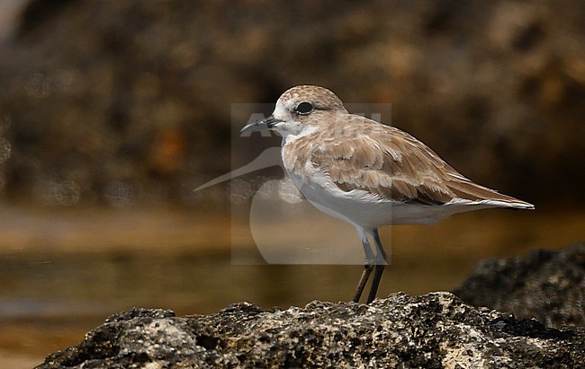 Anarhynchus leschenaultii colombinus stock-image by Agami/Eduard Sangster,