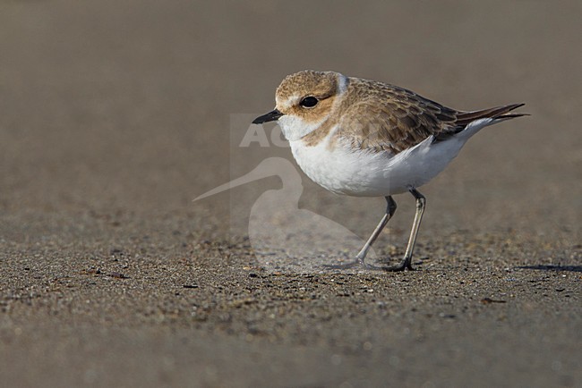 Strandplevier staand op het strand; Kentish Plover standing on the beach stock-image by Agami/Daniele Occhiato,