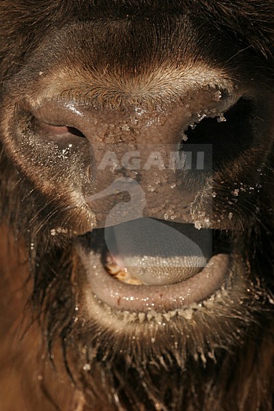 Wisent; European Bison stock-image by Agami/Menno van Duijn,