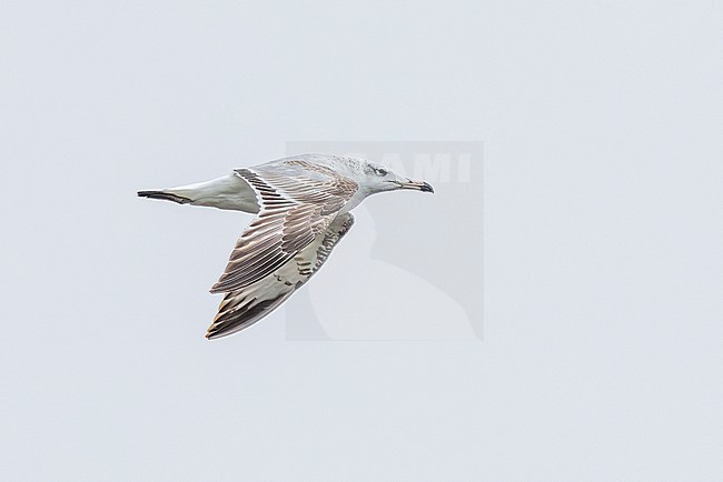 1st cycle Pallas's Gull
(Ichthyaetus ichthyaetus) flying over the shore of Shirvan NP, Azerbijan. stock-image by Agami/Vincent Legrand,
