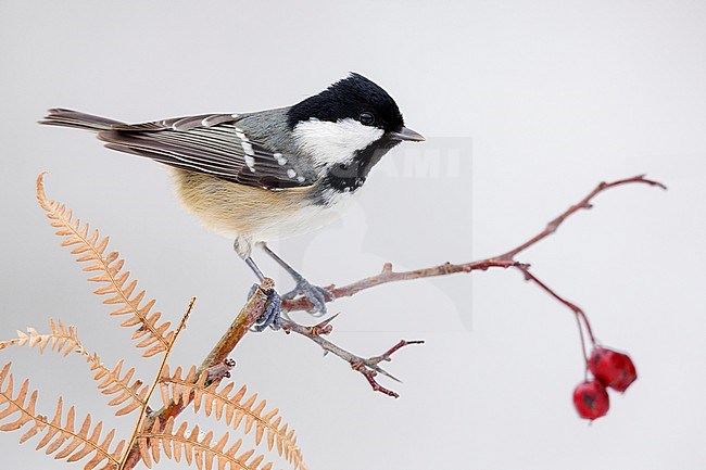 Coal Tit (Periparus ater), side view of an adult perched on a Hawthorn branch, Campania, Italy stock-image by Agami/Saverio Gatto,