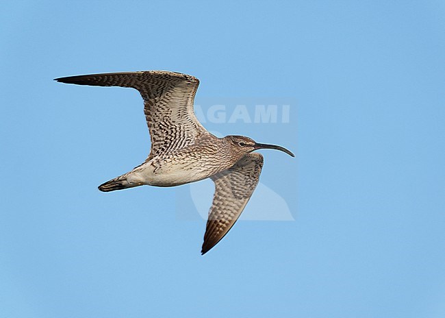 Adult Eurasian Whimbrel (Numenius phaeopus) on spring migration flying against blue sky, showing underside stock-image by Agami/Ran Schols,