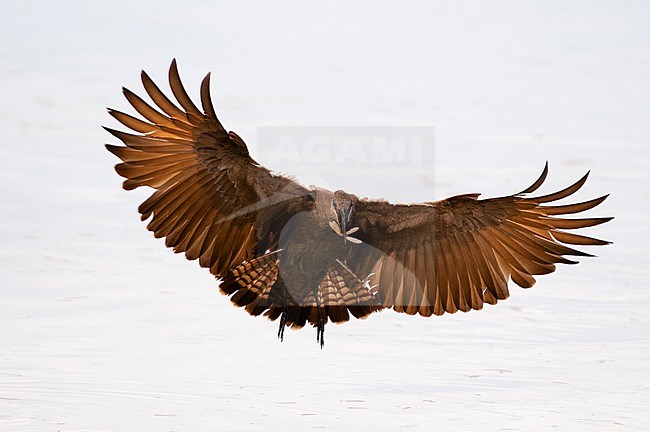 Portrait of a hammerkop, Scopus umbretta, in flight with a termite in its beak. Khwai Concession Area, Okavango, Botswana. stock-image by Agami/Sergio Pitamitz,