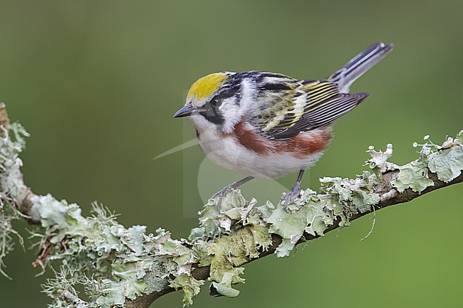 Mannetje Roestflankzanger, Male Chestnut-sided Warbler stock-image by Agami/Brian E Small,