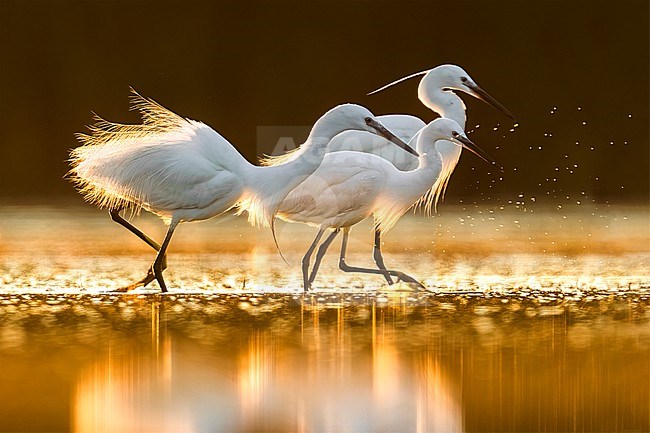 Little Egret (Egretta garzetta) in Italy stock-image by Agami/Daniele Occhiato,