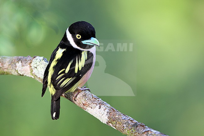 Adult Black-and-yellow Broadbill (Eurylaimus ochromalus) perched on a horizontal branch in canopy of Sepilok, Sabah, Malaysia. stock-image by Agami/James Eaton,