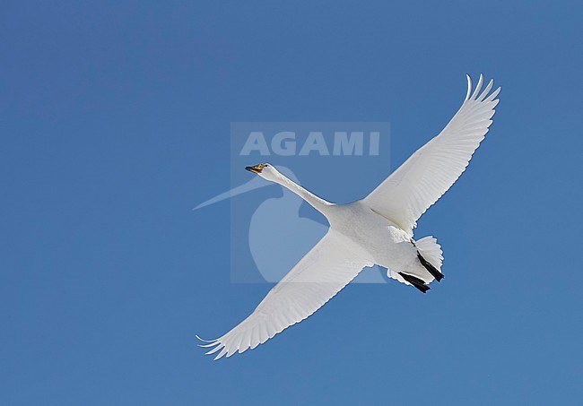 Whooper Swan (Cygnus cygnus) wintering on Hokkaido in northern Japan. stock-image by Agami/Markus Varesvuo,
