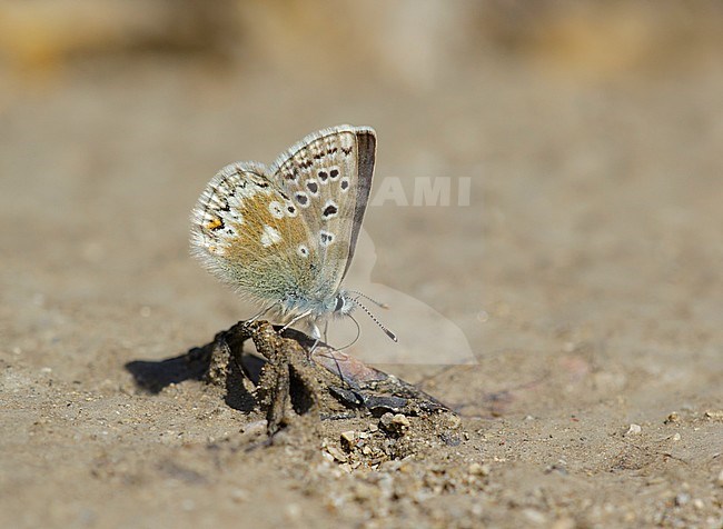 Glandon Blue; Agriades glandon stock-image by Agami/Iolente Navarro,