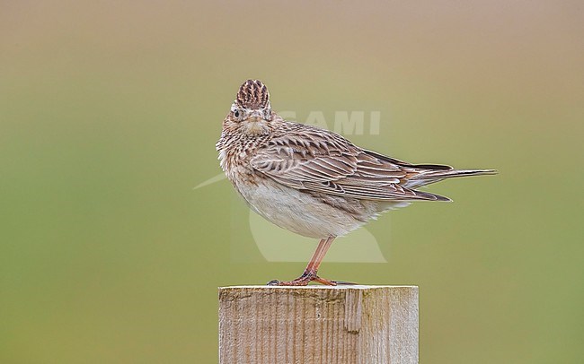 Male Eurasian Skylark (Alauda arvensis arvensis) perched on a post in North Ronaldsay Airport, Orkney, Scotland, United Kingdom. stock-image by Agami/Vincent Legrand,