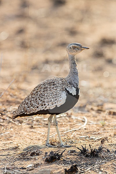 Red-crested Korhaan (Lophotis rufictrista), side view of an adult male standing on the ground, Mpumalanga, South Africa stock-image by Agami/Saverio Gatto,